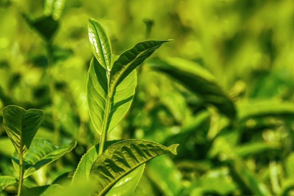 Planta de té camellia sinensis
