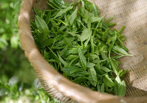 green-tea-5301025_640 green-tea-5301025_640